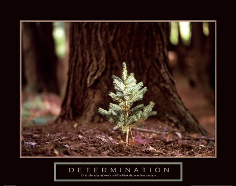Framed Determination – Little Pine Print