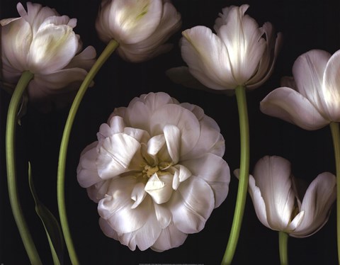 Framed Tulip Garden Print