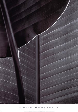 Framed Bird of Paradise Print