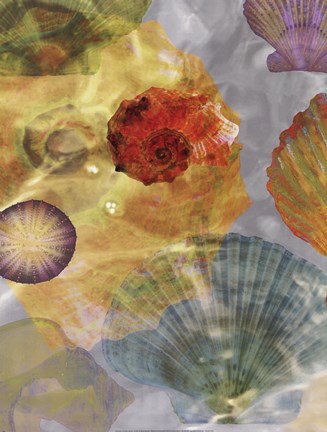 Framed Shell Suite I Print
