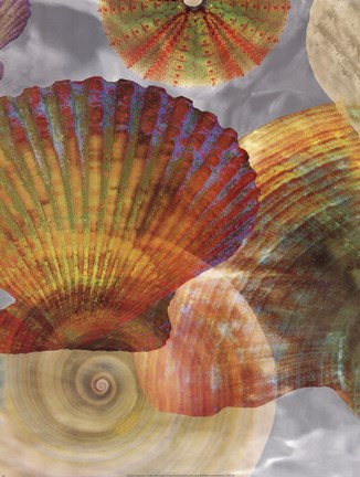Framed Shell Suite II Print