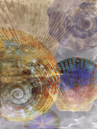 Framed Shell Suite III Print