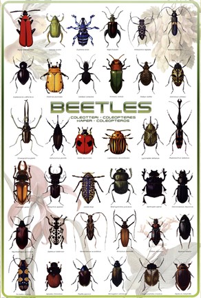 Framed Beetles Print