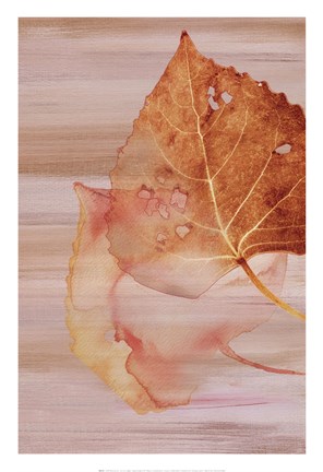 Framed Autumn Radiance II Print