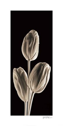 Framed Tulips (panel) Print
