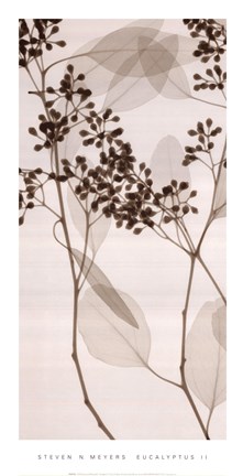 Framed Eucalyptus II Print