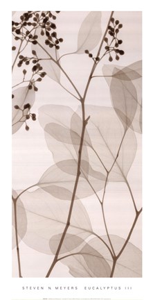 Framed Eucalyptus III Print