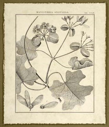 Framed Vintage Botanical Study II Print
