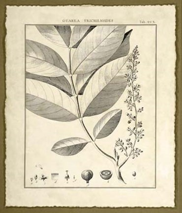 Framed Vintage Botanical Study VI Print