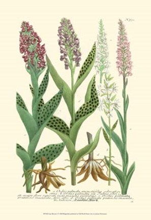 Framed Lilac Blooms I Print