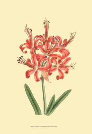 Framed Le Fleur Rouge I Print