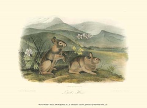 Framed Nuttall&#39;s Hare Print
