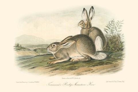 Framed Rocky Mountain Hare Print