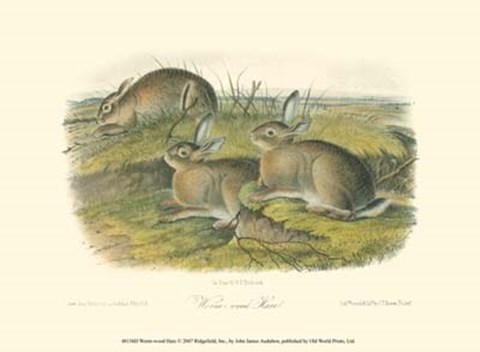 Framed Worm-wood Hare Print