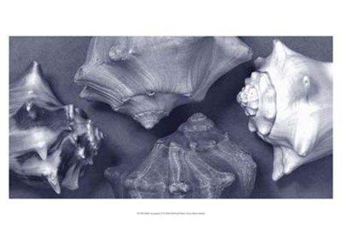 Framed Shell Convergence II Print