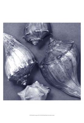 Framed Shell Convergence III Print