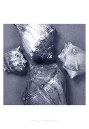 Framed Shell Convergence IV Print
