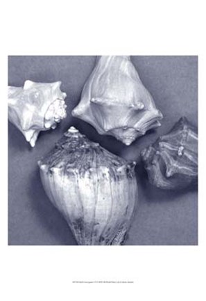 Framed Shell Convergence VI Print