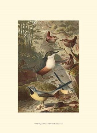 Framed Wagtails and Wrens Print