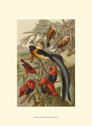 Framed Weaver Birds Print