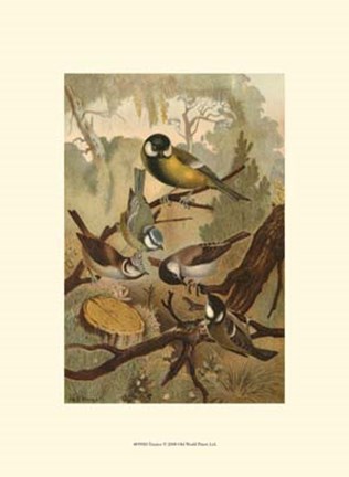 Framed Titmice Print