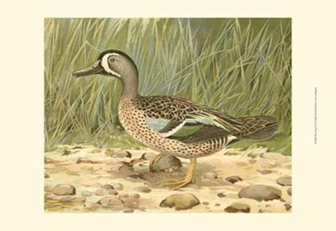 Framed Blue-wing Teal Print