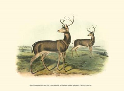 Framed Columbian Black-tailed Deer Print
