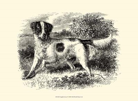 Framed English Setter Print