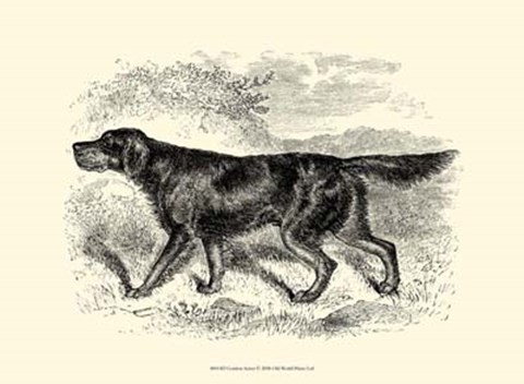 Framed Gordon Setter Print