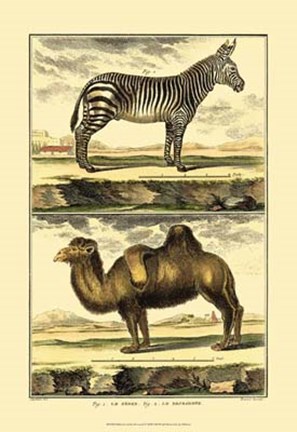 Framed Zebra and Camel Print