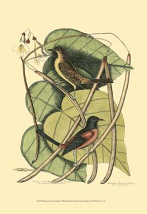 Framed Baltimore Bird and Catalpah Print
