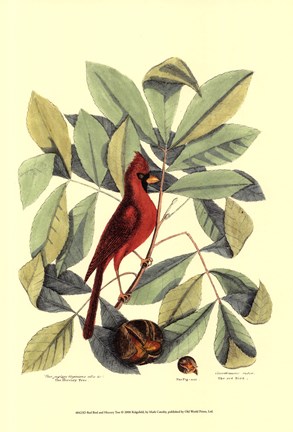 Framed Red Bird and Hiccory Tree Print