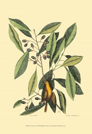 Framed Carolina Laurus Print