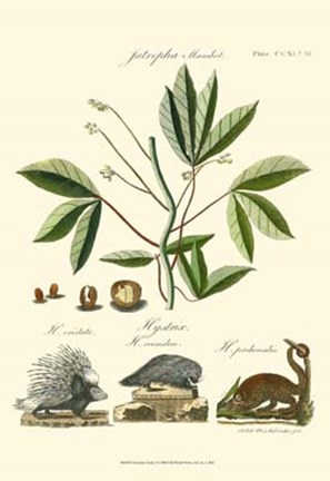 Framed Naturalist Study I Print