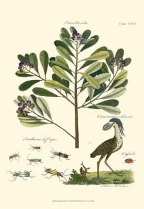 Framed Naturalist Study II Print