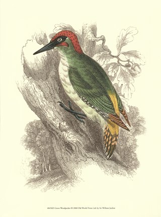 Framed Green Woodpecker Print