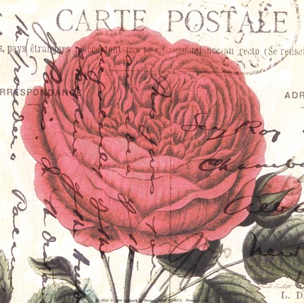 Framed Carte Postale Rose IV Print