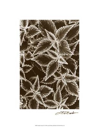 Framed Garden Textures III Print