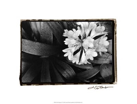 Framed Floral Elegance IV Print