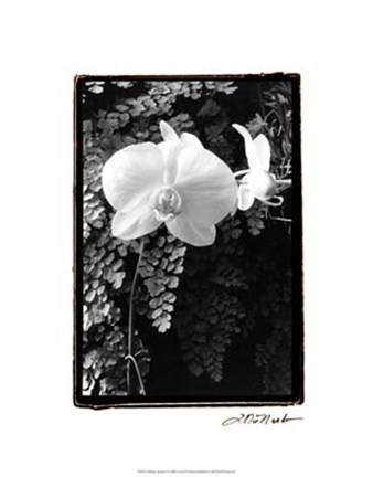Framed Striking Orchids I Print