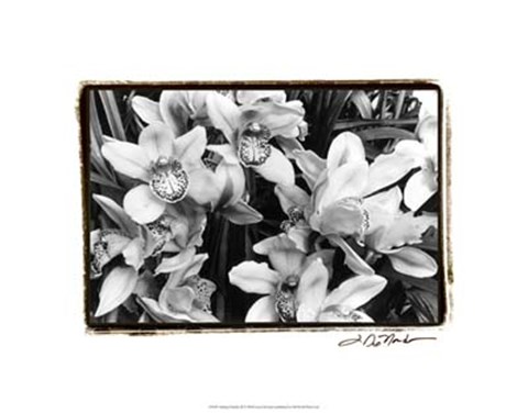 Framed Striking Orchids III Print