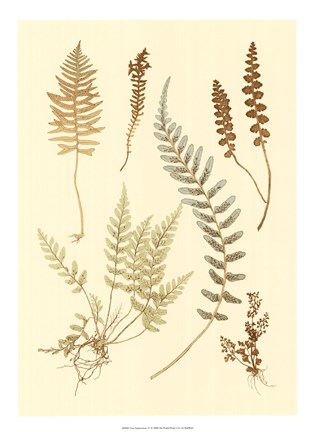 Framed Fern Impressions IV Print