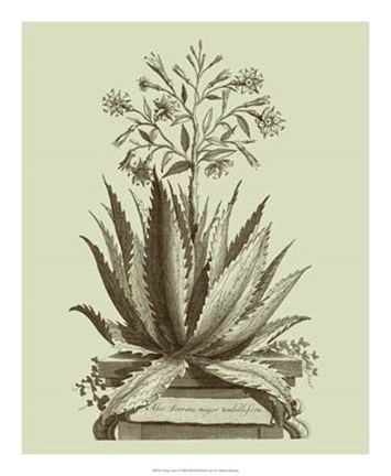 Framed Vintage Aloe I Print