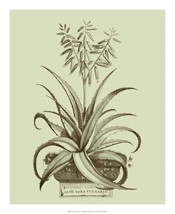 Framed Vintage Aloe II Print