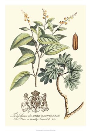 Framed Imperial Foliage IV Print