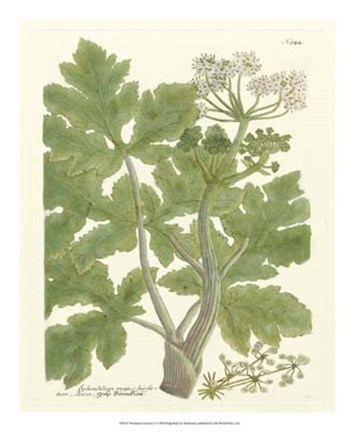 Framed Greenery I Print