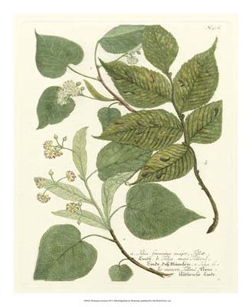 Framed Greenery III Print