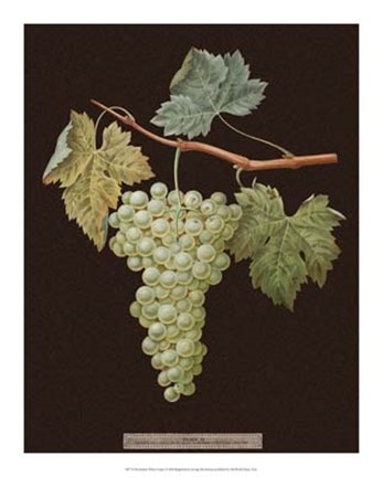 Framed White Grapes Print