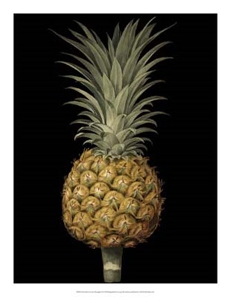Framed Brookshaw Exotic Pineapple II Print