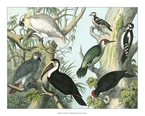 Framed Avian Collection I Print